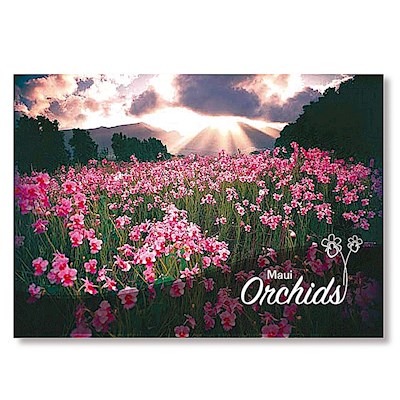 Orchid Sunset 4 X 6 Maui Postcards