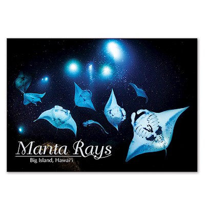 Manta Rays 4 X 6 Big Island Postcards