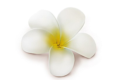 Foam Single Plumeria Clip, White w/ Yellow