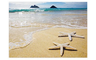 Greeting Card, Lanikai Starfish, Teri Lathrop (H)