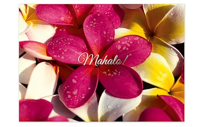 Greeting Card, Plumeria Sea (H)